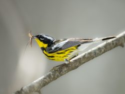 Magnolia Warbler eating insect on tree in springtime.