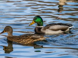 Mallard