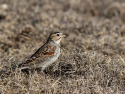 McCown's Longspur