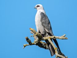 Mississippi kite
