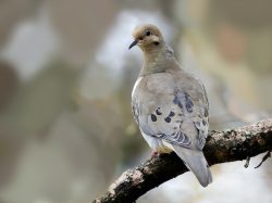 Mourning Dove