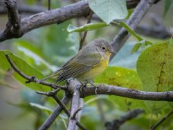 Nashville Warbler