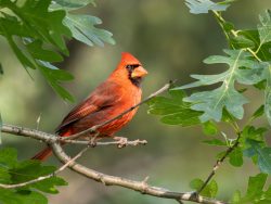 Northern Cardinal
