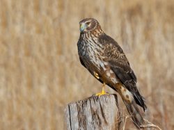 Northern Harrier