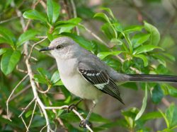 Northern Mockingbird