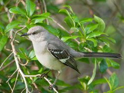Northern Mockingbird