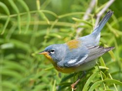 Northern Parula