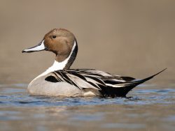 Northern Pintail