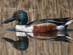 Northern shoveler