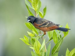 Orchard Oriole