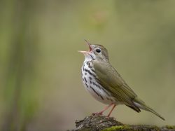Ovenbird