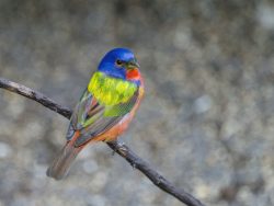Painted Bunting