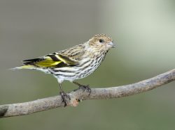 Pine Siskin