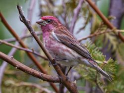 Purple Finch