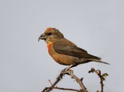 Red Crossbill