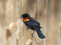 Red-winged Blackbird