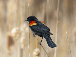 Red-winged Blackbird
