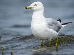 Ring-billed gull
