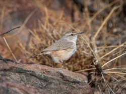 Rock Wren