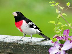 Rose-Breasted Grosbeak