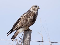 Rough-legged Hawk