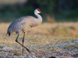 Sandhill Crane