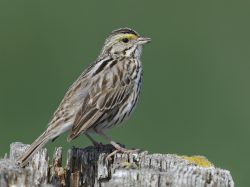 Savannah Sparrow