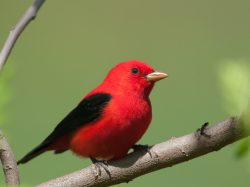 Scarlet Tanager