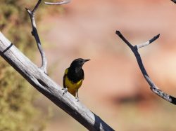 Scotts Oriole