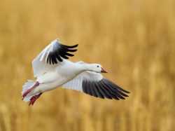 Snow Goose