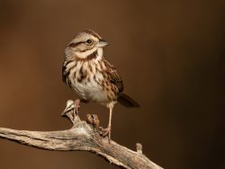 Song Sparrow