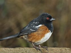 Spotted Towhee