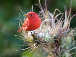 Summer Tanager
