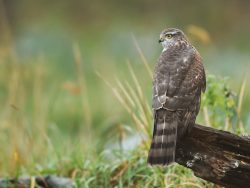 Swainsons Hawk