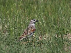 Thick-billed Longspur