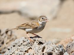 Vesper Sparrow