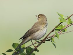 Virginia’s Warbler