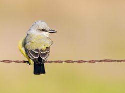 Western Kingbird