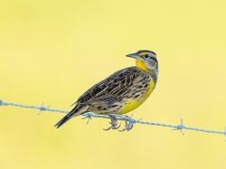 Eastern meadowlark