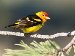 Western Tanager