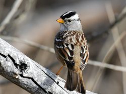 White Crowned Sparrow