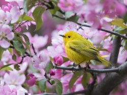 Yellow Warbler