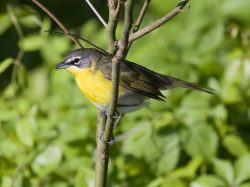 Yellow-breasted Chat