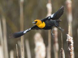 Yellow headed Blackbird