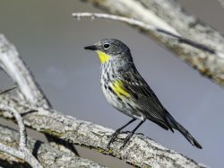 Yellow-rumped Warbler