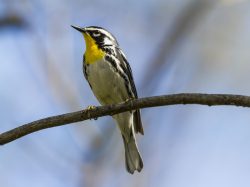 Yellow-throated Warbler