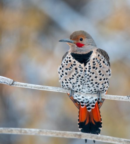 Northern Flicker