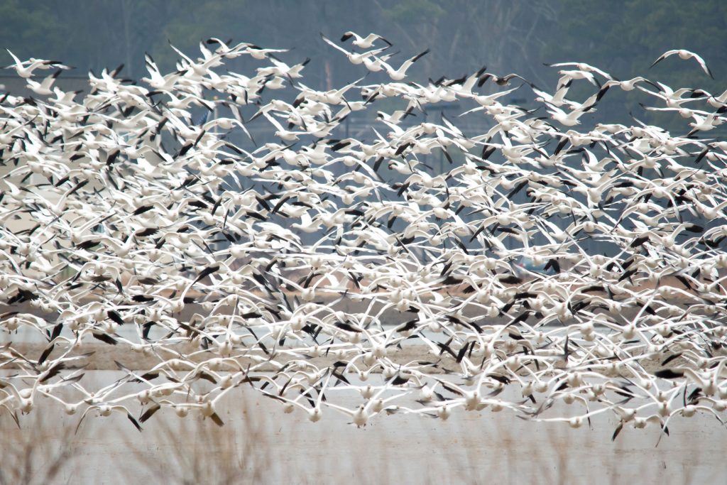 Hellyer County Park (Winter): Take a Gander at these Geese